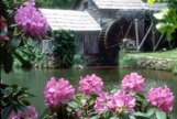 Flower and a watermill